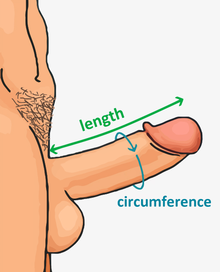 best of Exercise penis proof longer