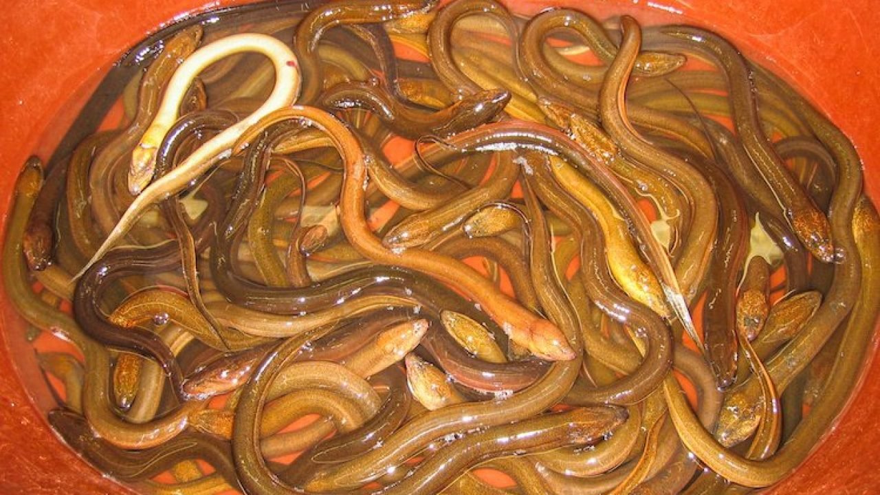 Hammer reccomend girls eels in vagina
